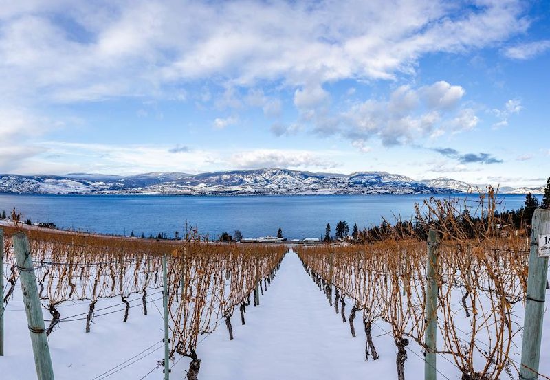 Cedar Creek Estate Winery -vineyard winter.